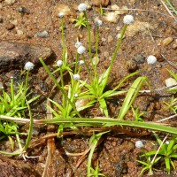 Eriocaulon thwaitesii Körn.